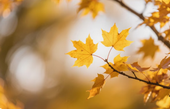 1761812146528498.png image.png